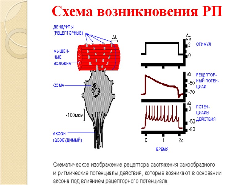 Схема возникновения РП
